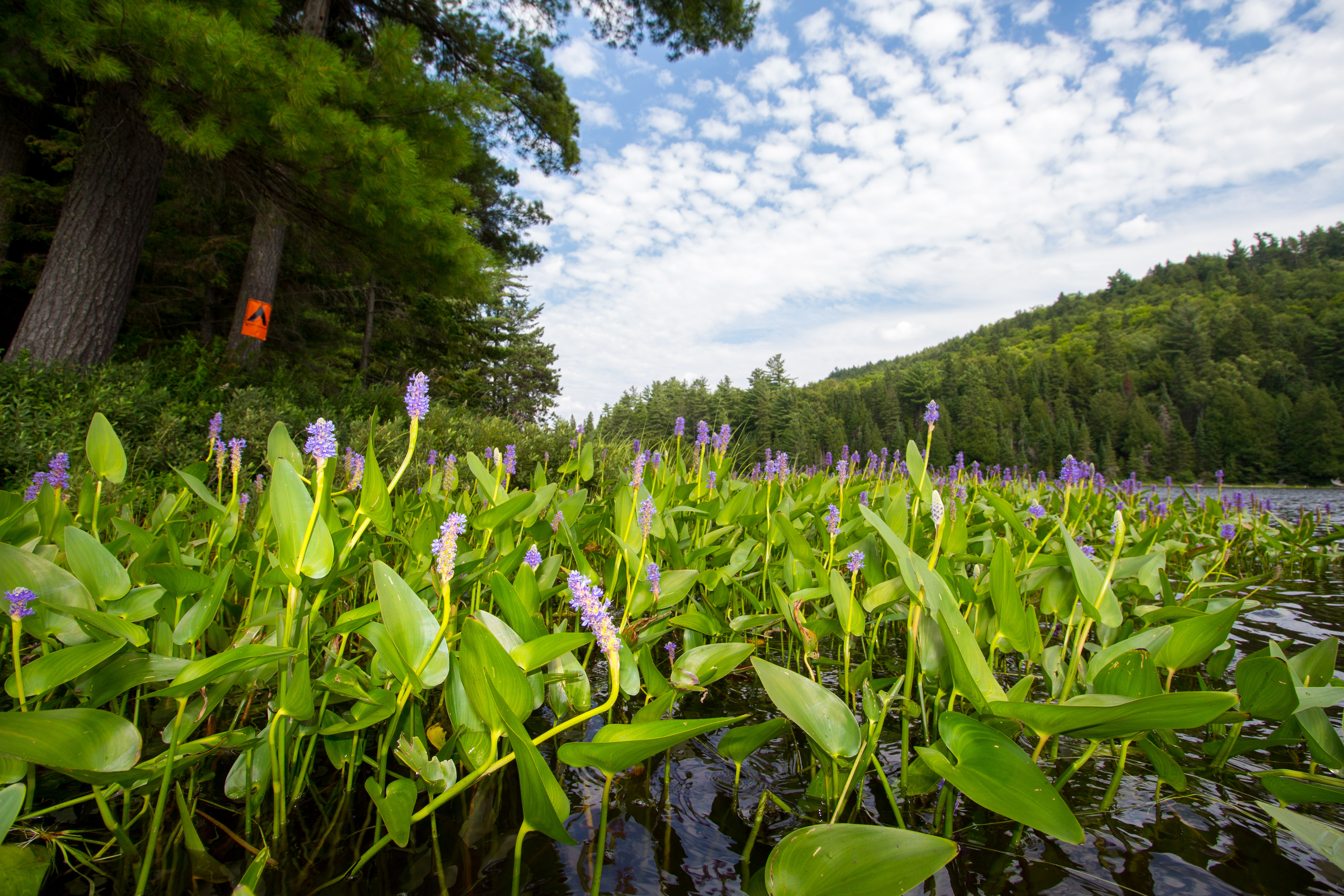 Tattler Lake Island